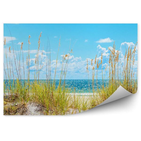 Papier peint Plage Ensoleillée Mer Noire Plage Plantes Ciel Nuages Océan