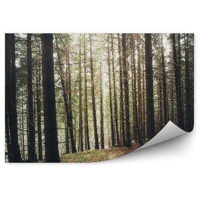 Papier peint Coucher De Soleil Forêt Herbes Montagnes