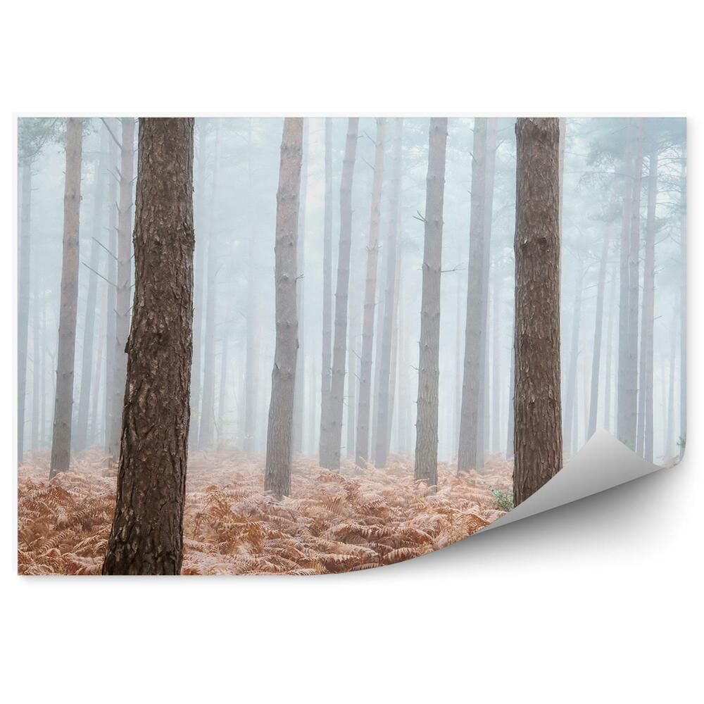 Papier peint Brume De Fougères De La Forêt De Pins