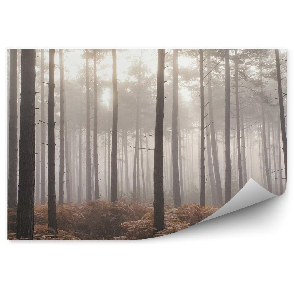 Papier peint Brume De Fougères De La Forêt De Pins
