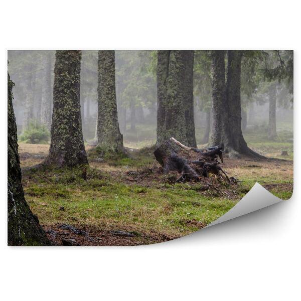 Papier peint Forêt De Conifères Herbe