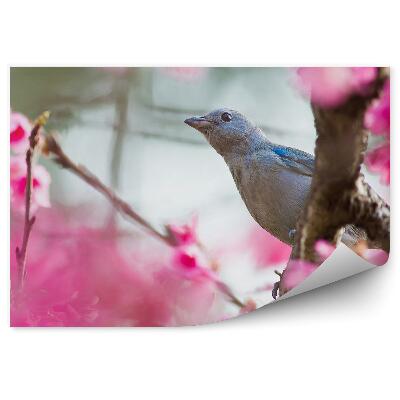 Papier peint Fleur de cerisier rose bleu oiseau arbre