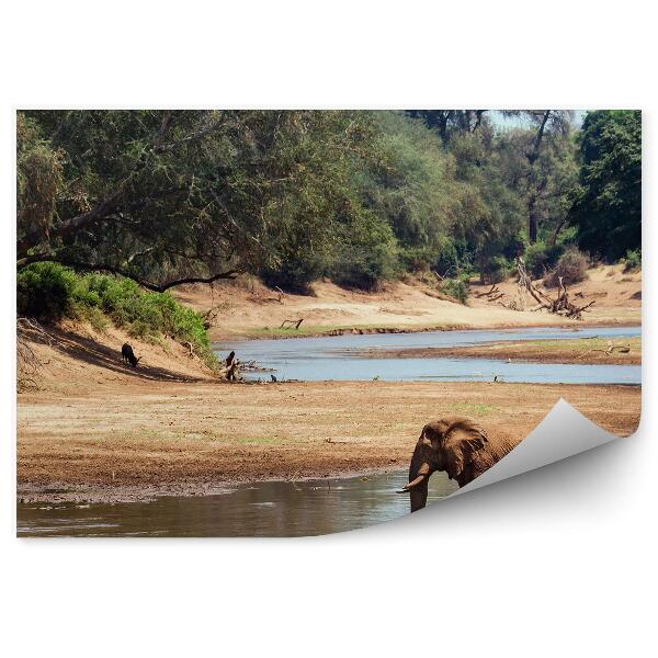 Papier peint Parc national éléphant Afrique eau arbres