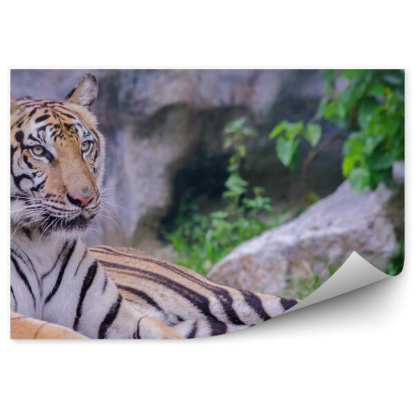 Papier peint Tigre Couché Sur Fond De Rochers