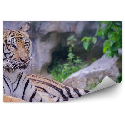 Papier peint Tigre Couché Sur Fond De Rochers