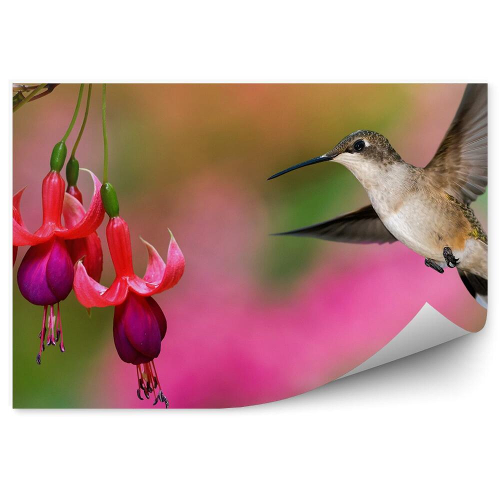 Papier peint Arrière-plan vert fuchsia rouge plantes colibris