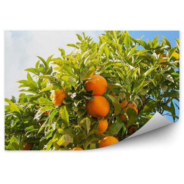 Papier peint Fruits orange sur arbre Feuilles vertes