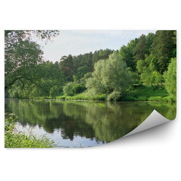 Papier peint Forêt verte Rivière Eau Ciel bleu