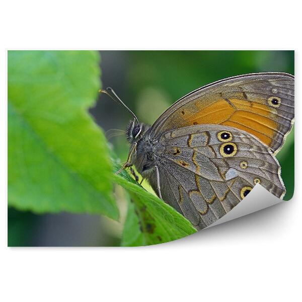 Papier peint Papillon Sur Une Feuille Ailes Grises Yeux