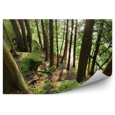 Papier peint Forêt De Pins