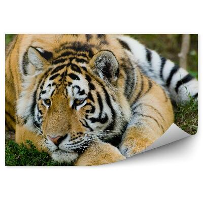 Papier peint Tigre Au Repos