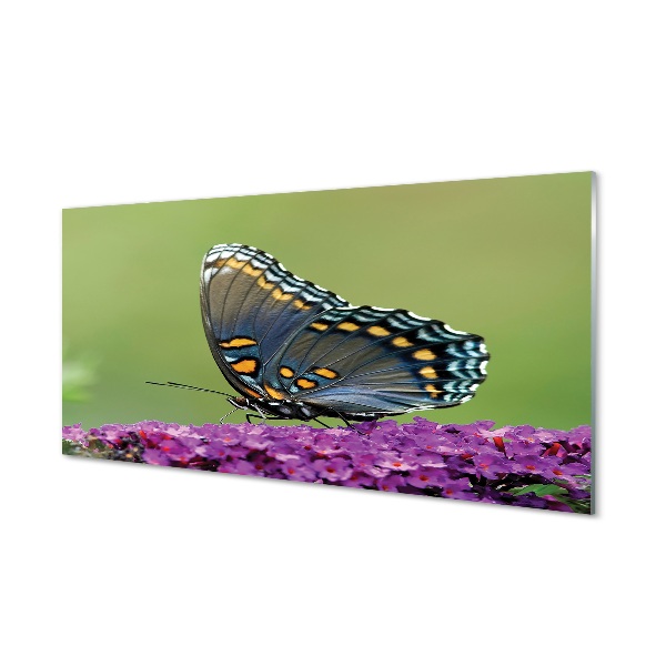 Tableau en verre Papillon coloré sur les fleurs