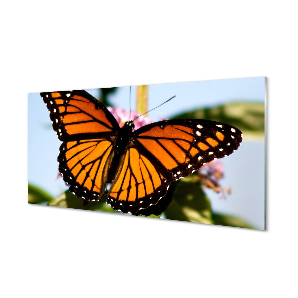 Tableau sur verre Papillon coloré