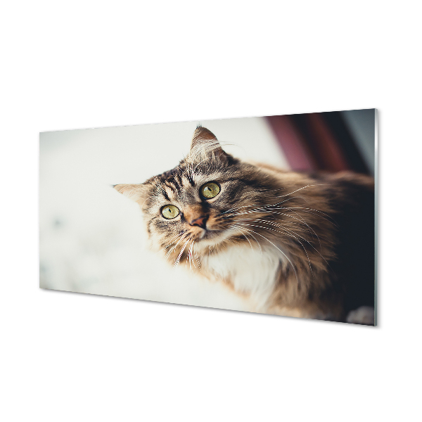 Tableau sur verre Maine coon cat