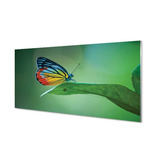 Tableau imprimé sur verre Feuille papillon coloré