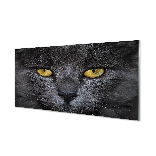 Tableau photo sur verre Chat noir