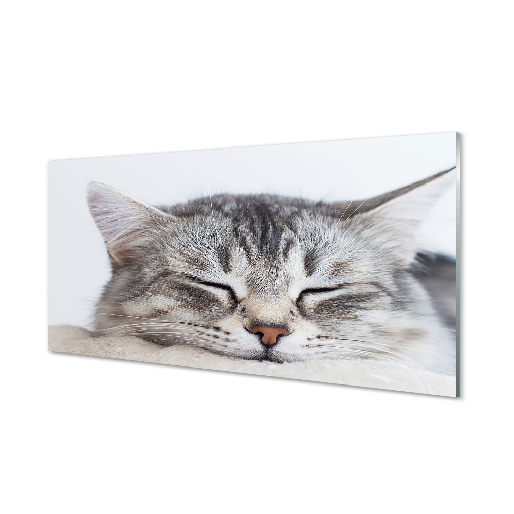 Tableau en verre Chat endormi