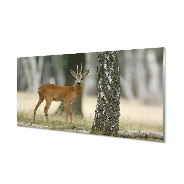 Tableau sur verre Forêt cerf