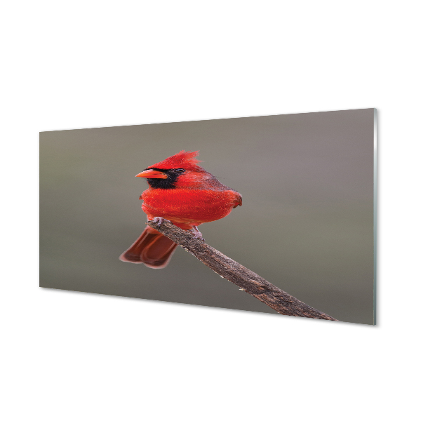 Tableau photo sur verre Perroquet rouge sur une branche