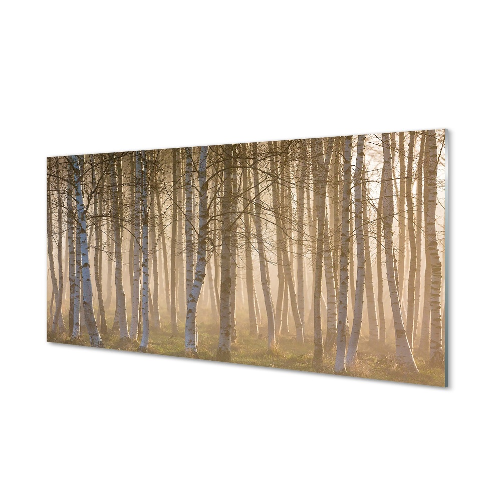 Tableau photo sur verre Forêt de sunrise