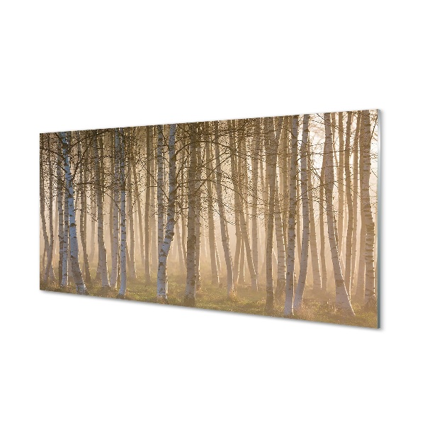 Tableau photo sur verre Forêt de sunrise