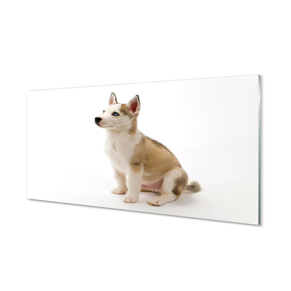 Tableau photo sur verre Assis petit chien