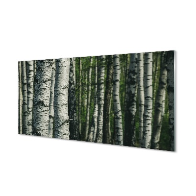 Tableau photo sur verre Forêt de bouleaux