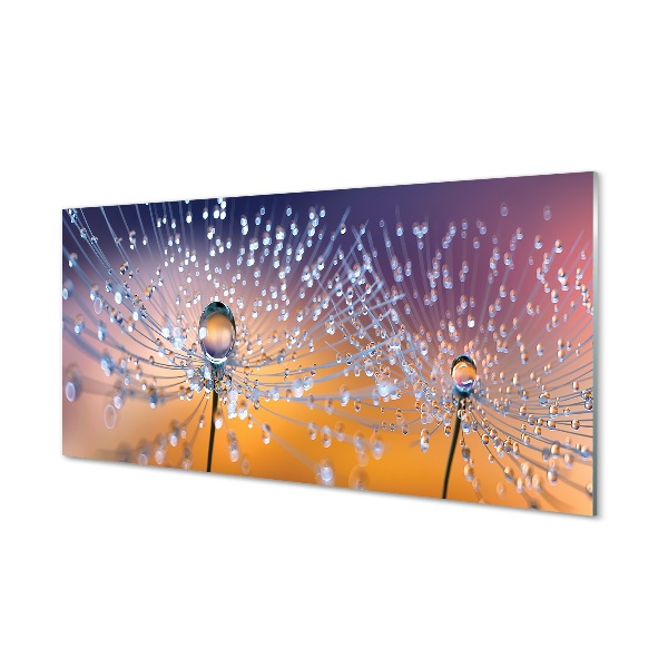 Tableau photo sur verre Pissenlit macro gouttes