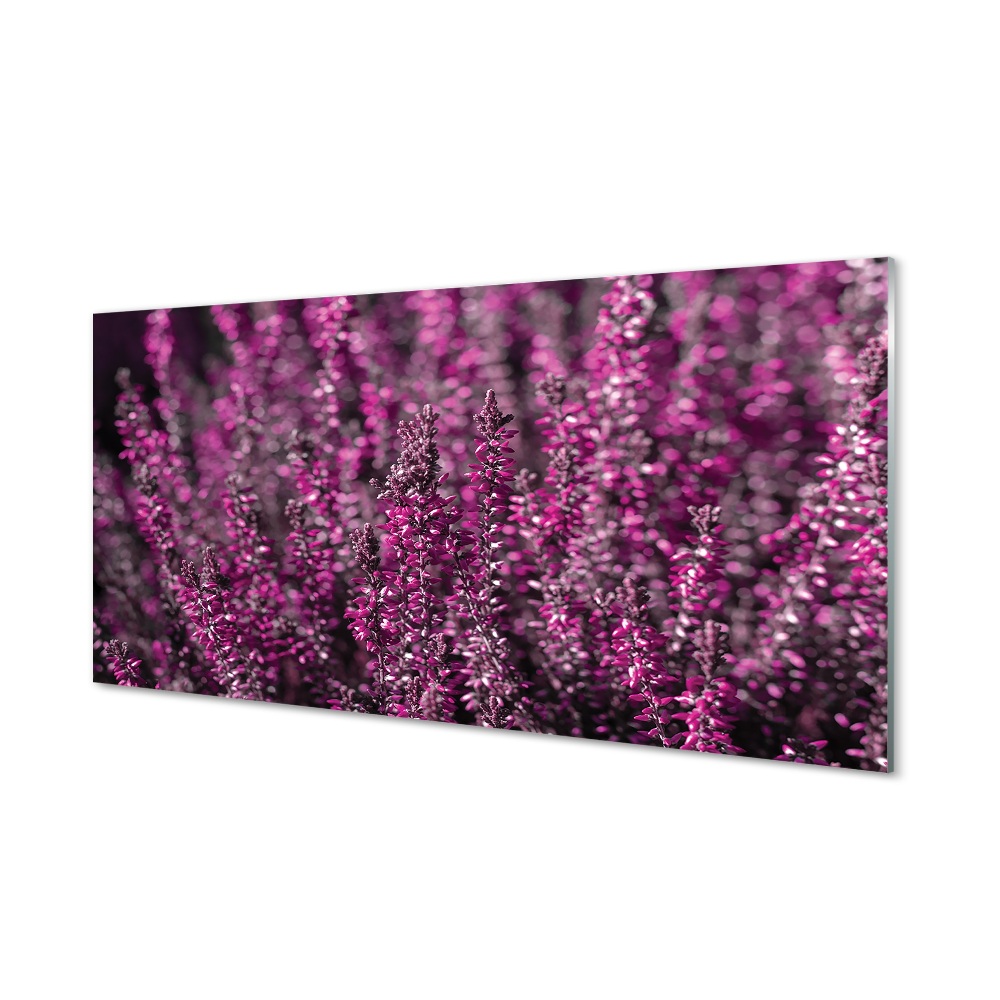 Tableau verre imprimé Bruyères sur le terrain
