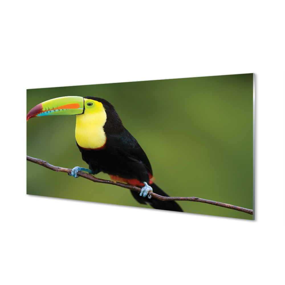 Tableau imprimé sur verre Perroquet coloré sur une branche