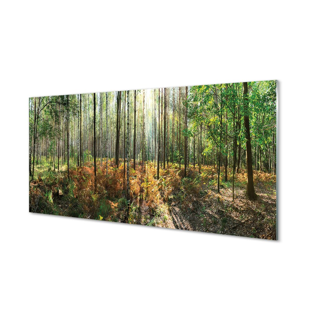 Tableau photo sur verre Arbre bouleau forêt