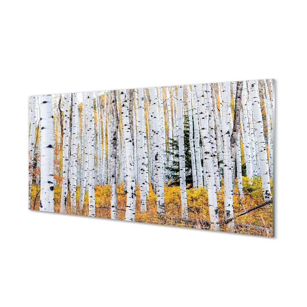 Tableau en verre Bouleau d'automne