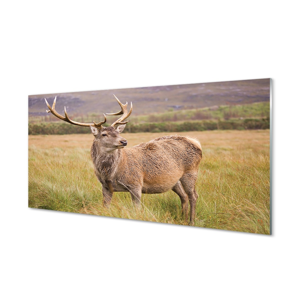 Tableau imprimé sur verre Cerfs sur le terrain