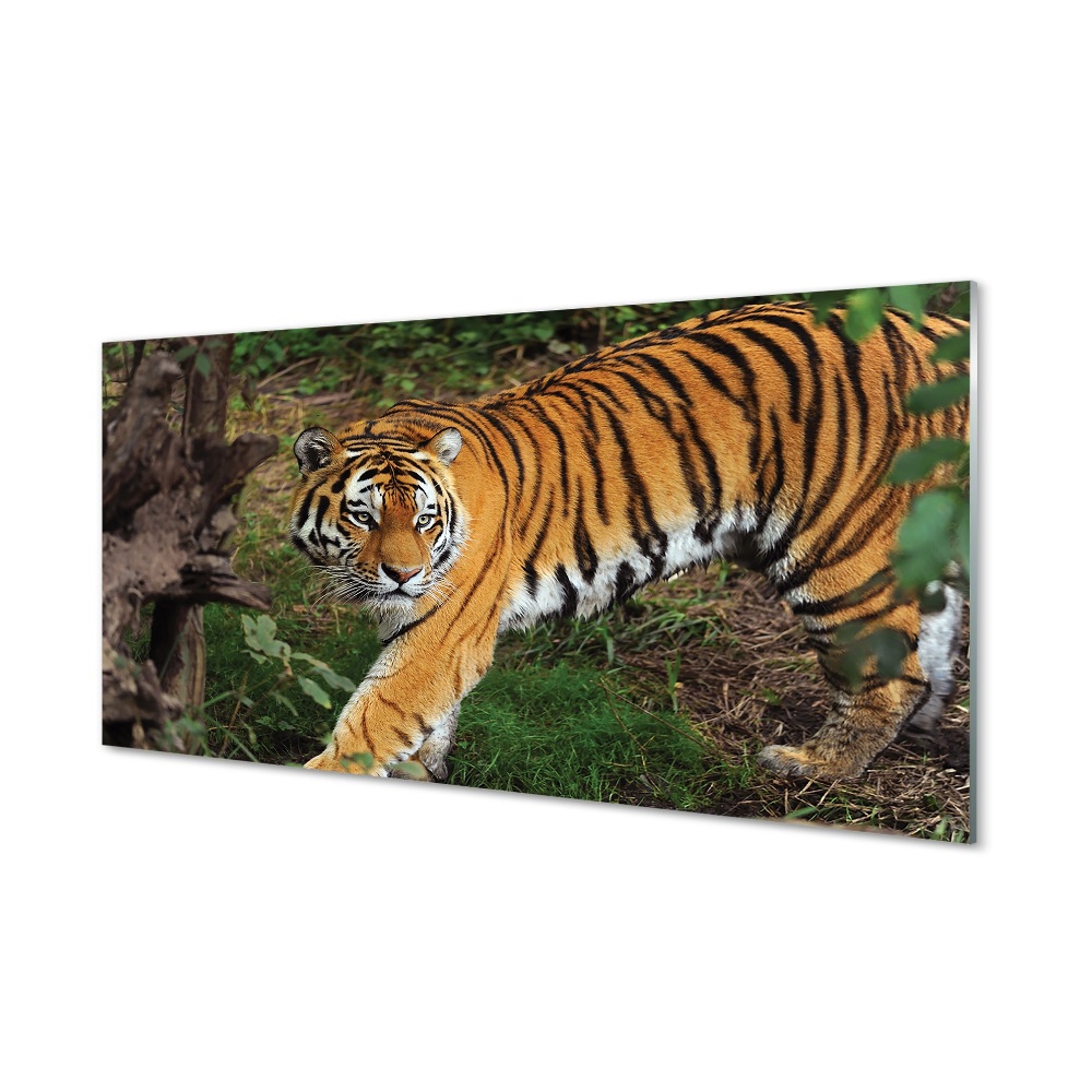 Tableau verre imprimé Tiger woods