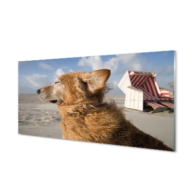 Tableau imprimé sur verre Plage de chien brun