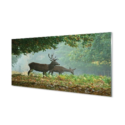Tableau photo sur verre Cerf forêt d'automne