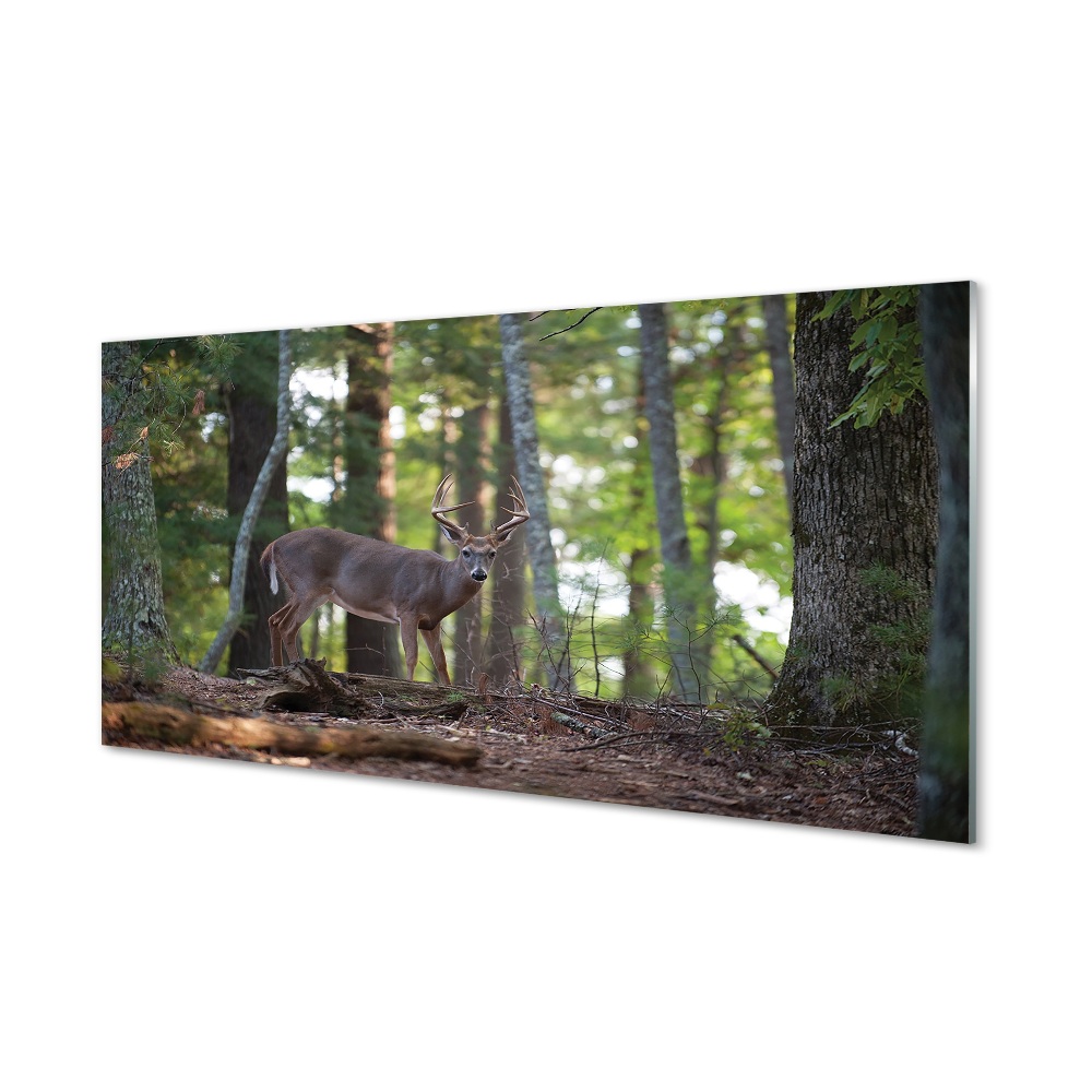 Tableau en verre Forêt cerf