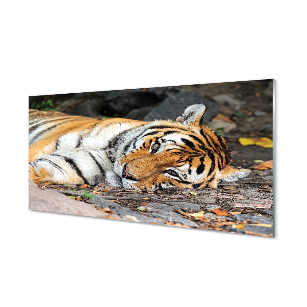 Tableau imprimé sur verre Tigre couché