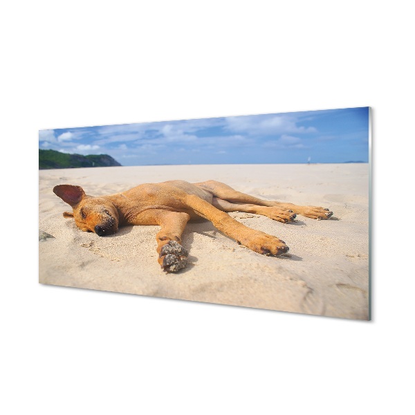 Tableau imprimé sur verre Couché plage de chien