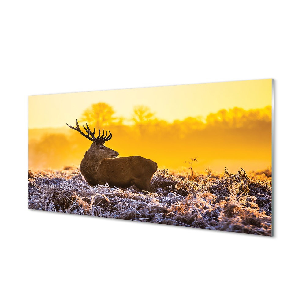 Tableau verre imprimé Cerfs lever du soleil d'hiver