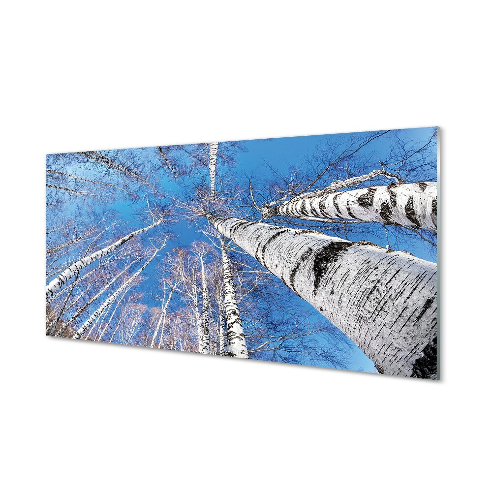 Tableau imprimé sur verre Ciel bouleau