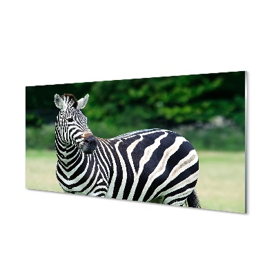 Tableau sur verre Boîte zebra