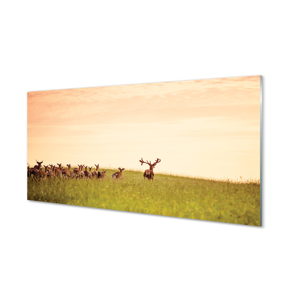 Tableau photo sur verre Un troupeau de cerfs lever du soleil sur le terrain