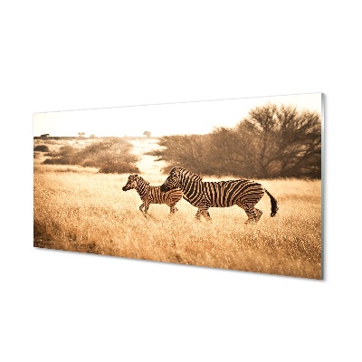 Tableau verre imprimé Zebra coucher du soleil sur le terrain