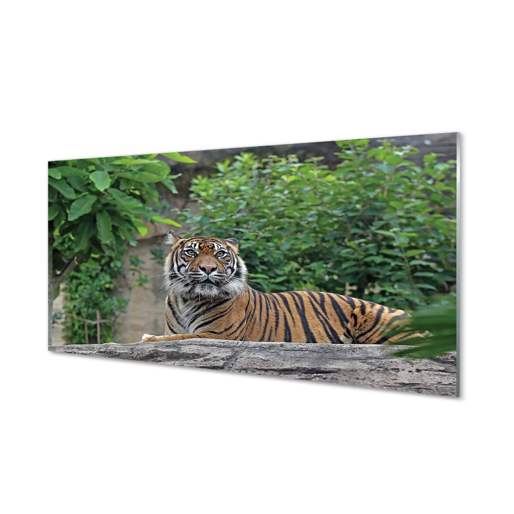 Tableau verre imprimé Tiger woods