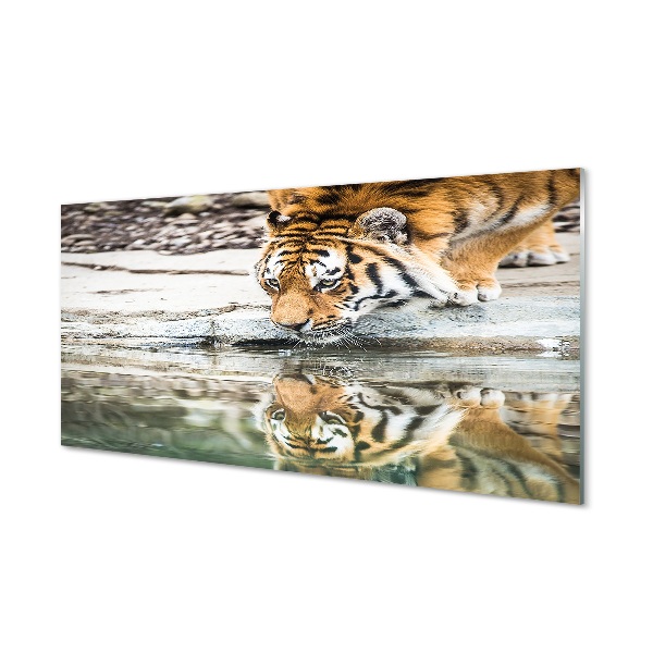 Tableau photo sur verre Boisson tigre