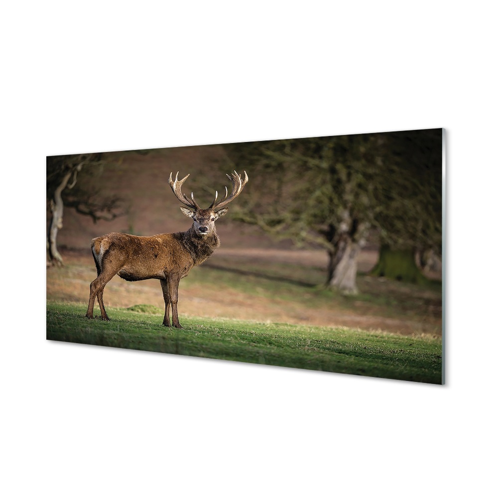 Tableau verre imprimé Cerfs communs dans le domaine