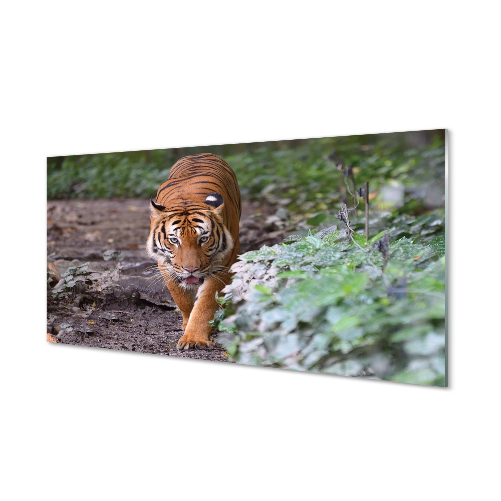 Tableau en verre Tiger woods