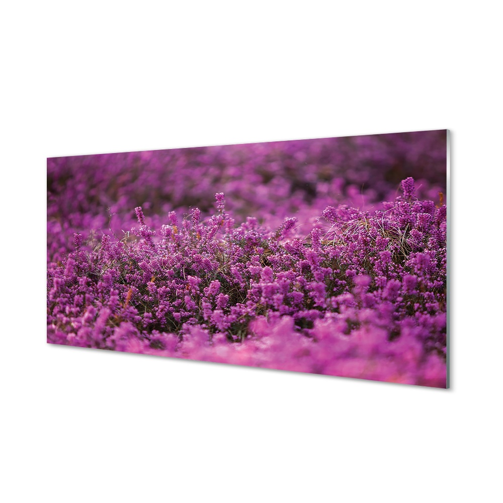 Tableau verre imprimé Bruyères sur le terrain