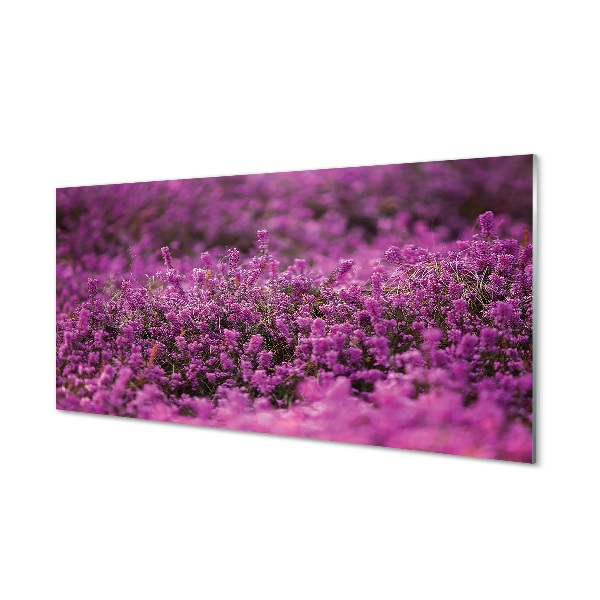 Tableau verre imprimé Bruyères sur le terrain